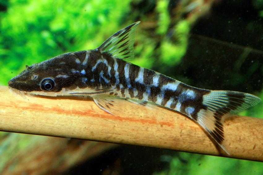 Otosek zebra - Otocinclus cocama - Otos - zjada glony - dowóz, wysyłka