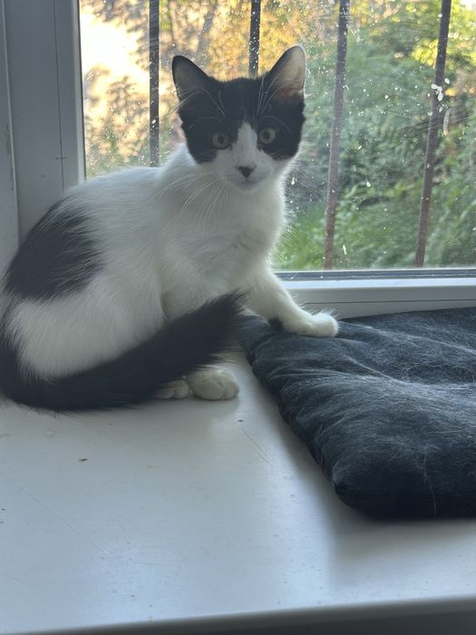 Кошеня, котик безкоштовно