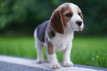 Cudowny piesek rasy Beagle tricolor - Roki
