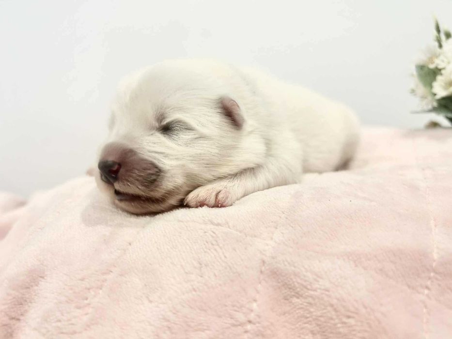 Szczenię Samoyed FCI odbiór GRUDZIEŃ