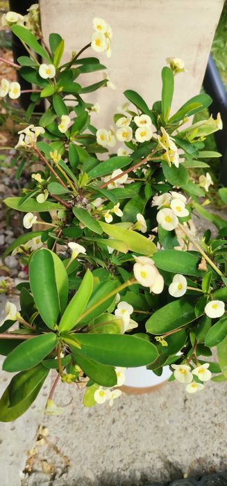 Wilczomlecz biały sadzonka