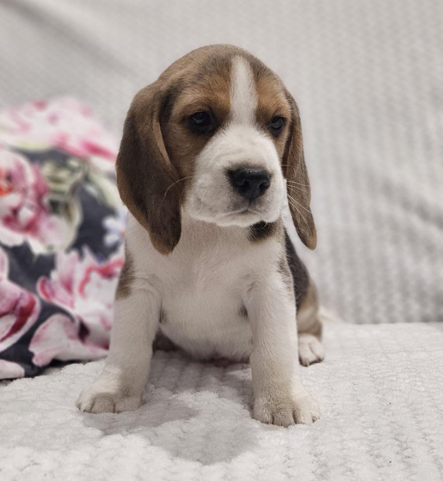 Beagle śliczny piesek Hulk ZKwP FCI