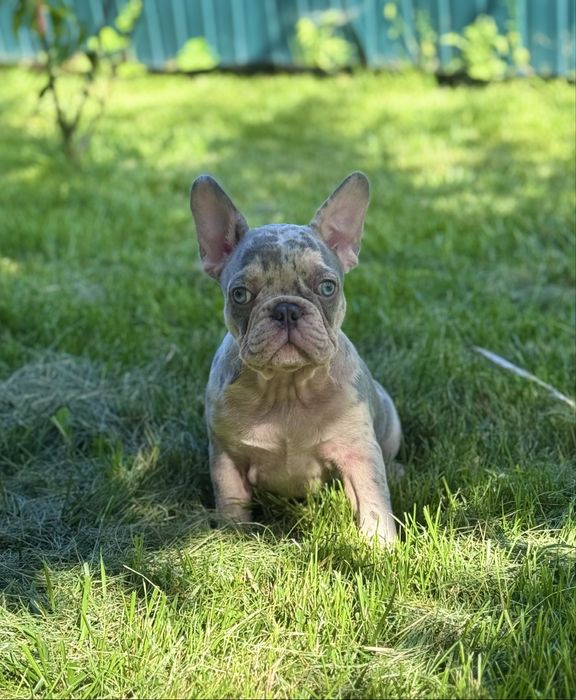 Цуценята французького бульдога, Є міні, є з блакитними очима