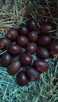 Продам інкубаційне яйце маран чорно-мідний