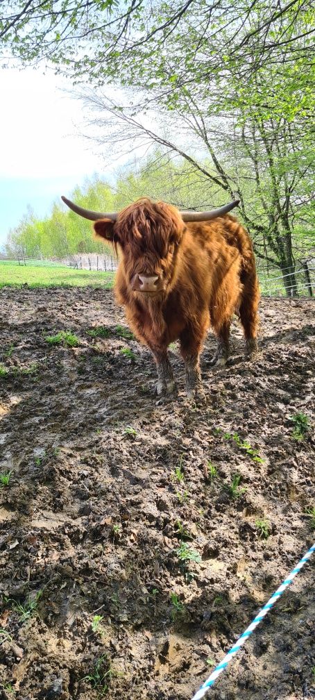 Stado Highland cattle Bydło szkockie krowy szkockie