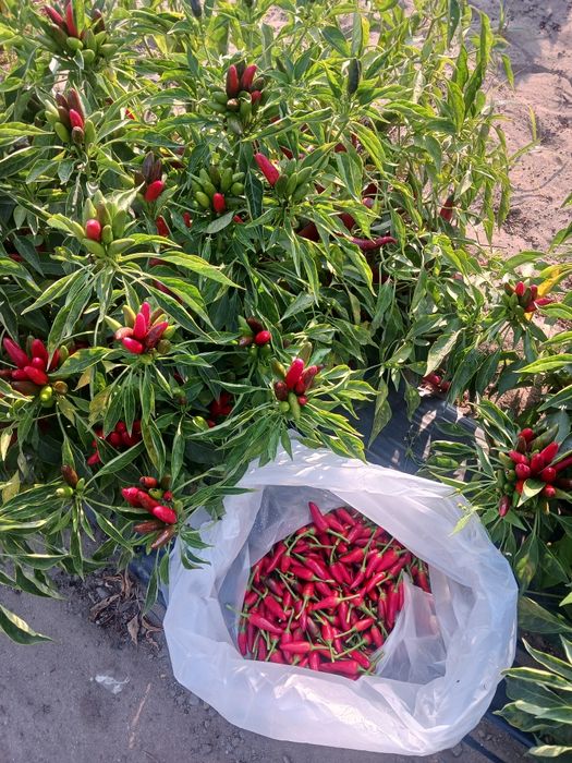 Vendo piripiri fresco