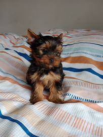 Yorkshire Terrier piesek