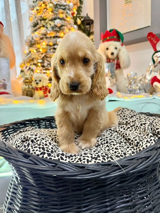 Cocker  menino fantastico