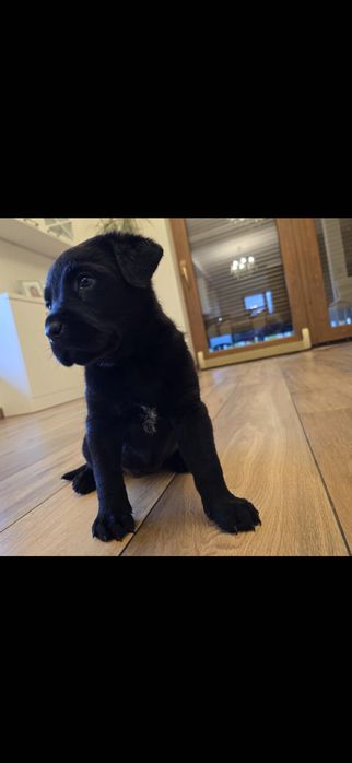 Cane corso czarny
