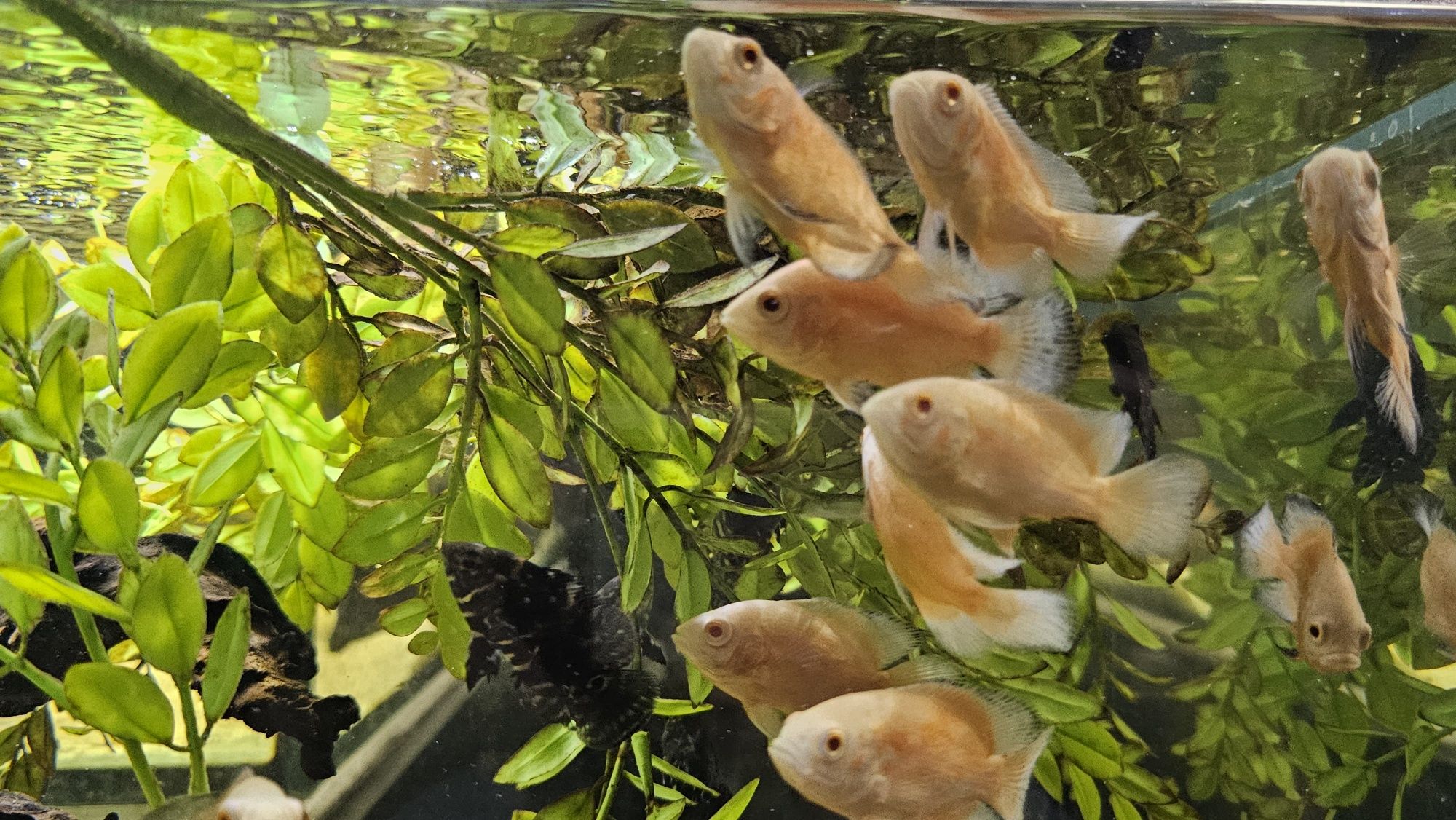 Oscares albino ruby/ mikoljii