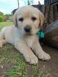 Labrador Retriever szczeniak maści biszkoptowej