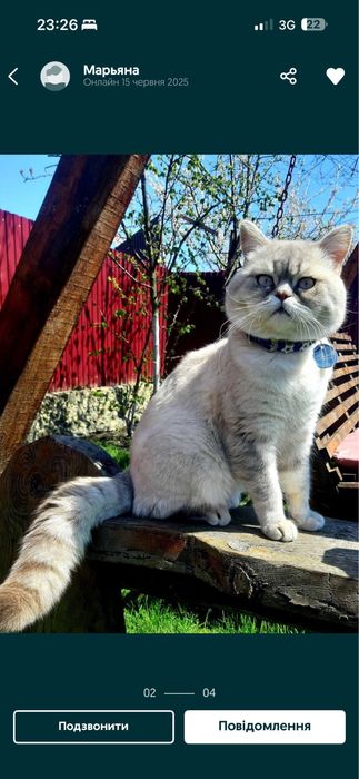 Кошенята Скоттіш-страйт