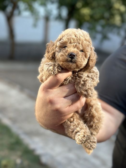 Щенки мальтипу девочка