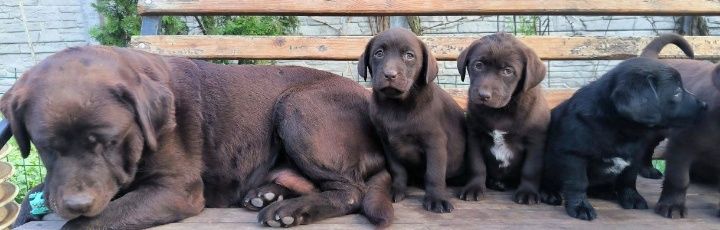 Шоколадный и черный Лабрадор Ретривер щенки питомника