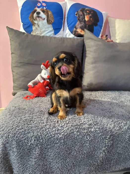 Cavalier King Charles Spaniel piesek ZKwP (FCI)