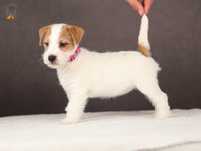 Jack Russell Terrier ZKwP FCI radosna suczka po CH.PL