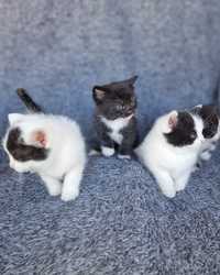 Małe kotki na wydanie