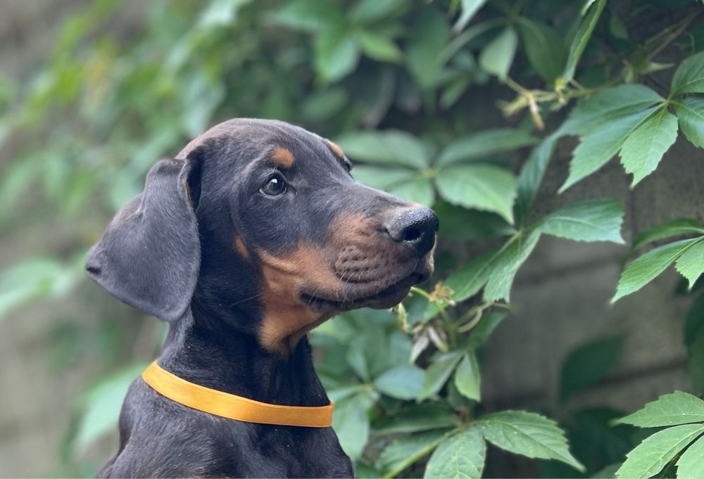 Szczeniak dobermana z rodowodem