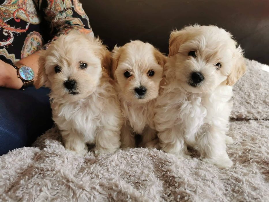 Maltipoo przesliczne