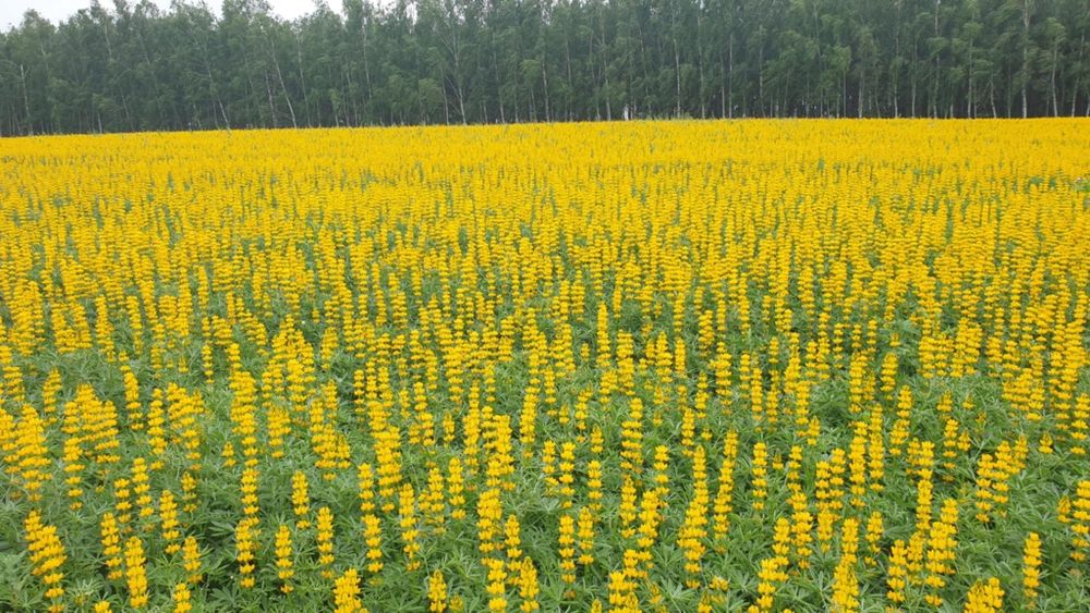 Łubin żółty szerokolistny