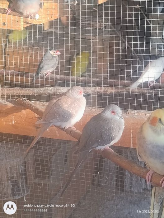 Sprzedam gołąbki diamentowe