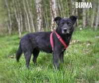 4 lata, 14 kg, Birma do adopcji