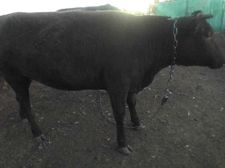 Продам теличку півтора року