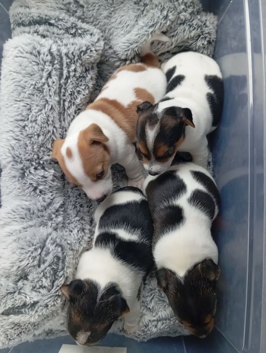 Jack Russell Terrier