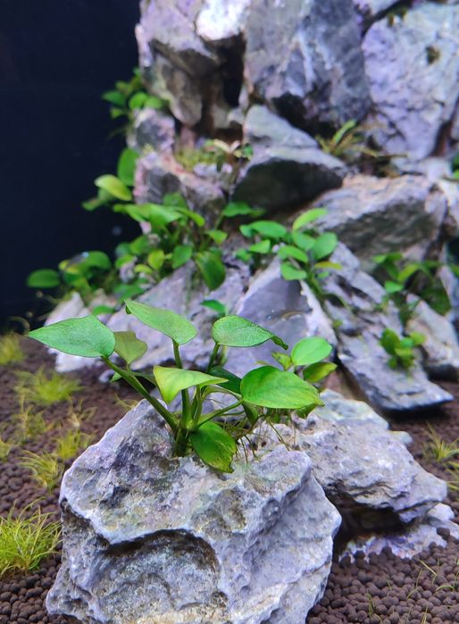 Roślina akwariowa - Anubias Barteri Nana