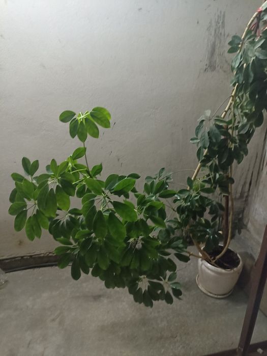 Kwiat szeflera ponad 300cm