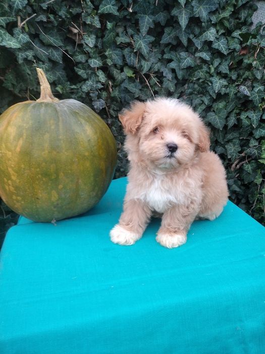 Чудовий подарунок на день святого Миколая