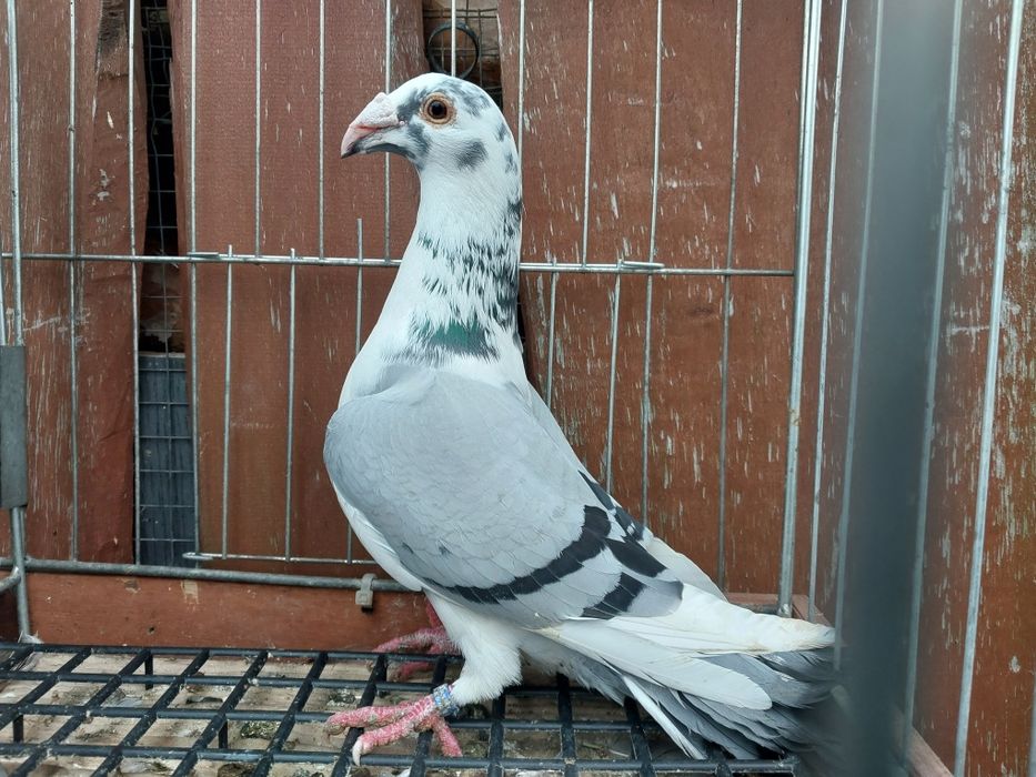 Gołębie winery winerki