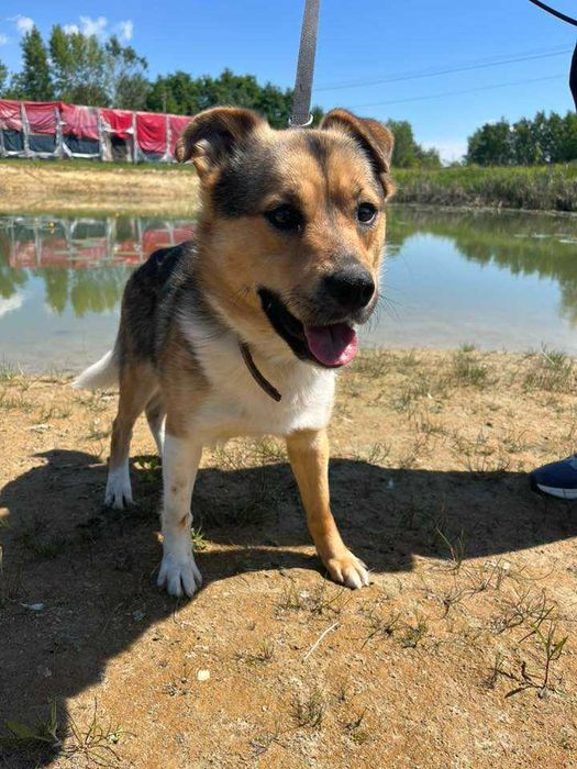 Parys- młody i proludzki psiak do adopcji