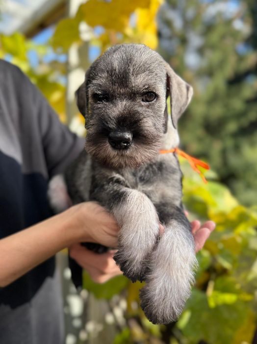 Sznaucer Średni Pieprz i Sól