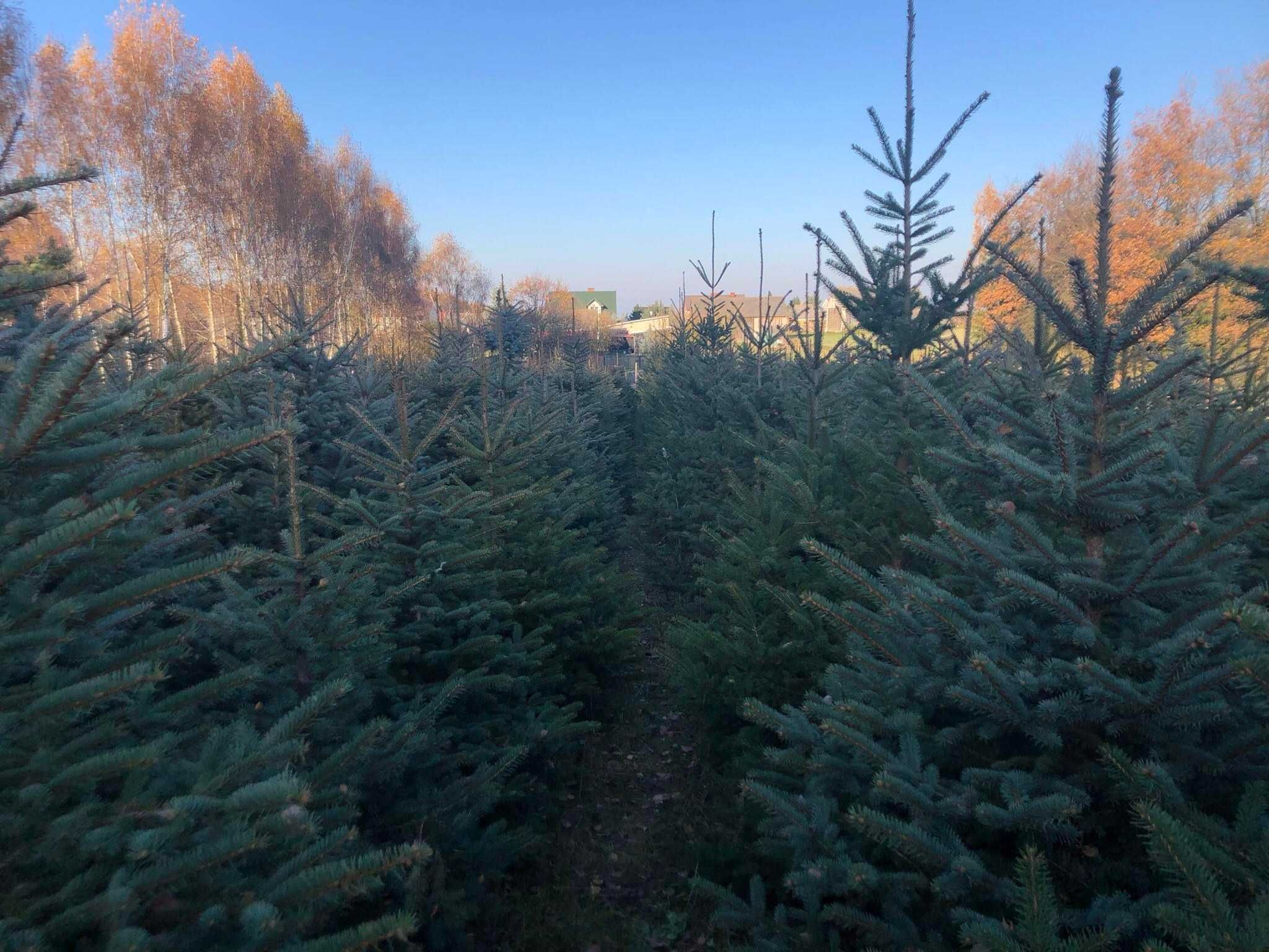 Choinki – świerki zielone i srebrne