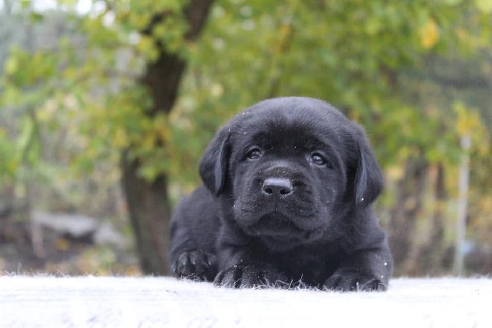 Чарівні дітки лабрадора