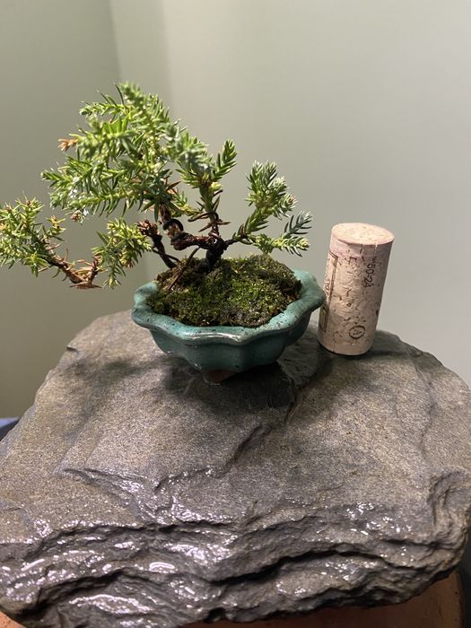 Bonsai juniperus nana