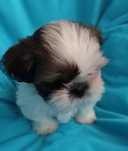 Szczenięta rezerwacja Shih -Tzu