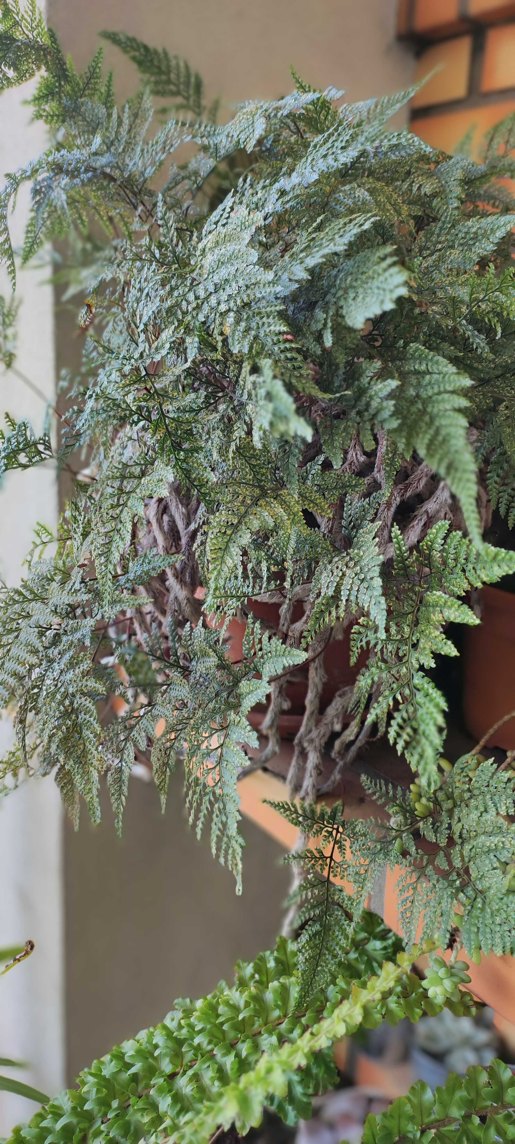 Linda planta aranha.
