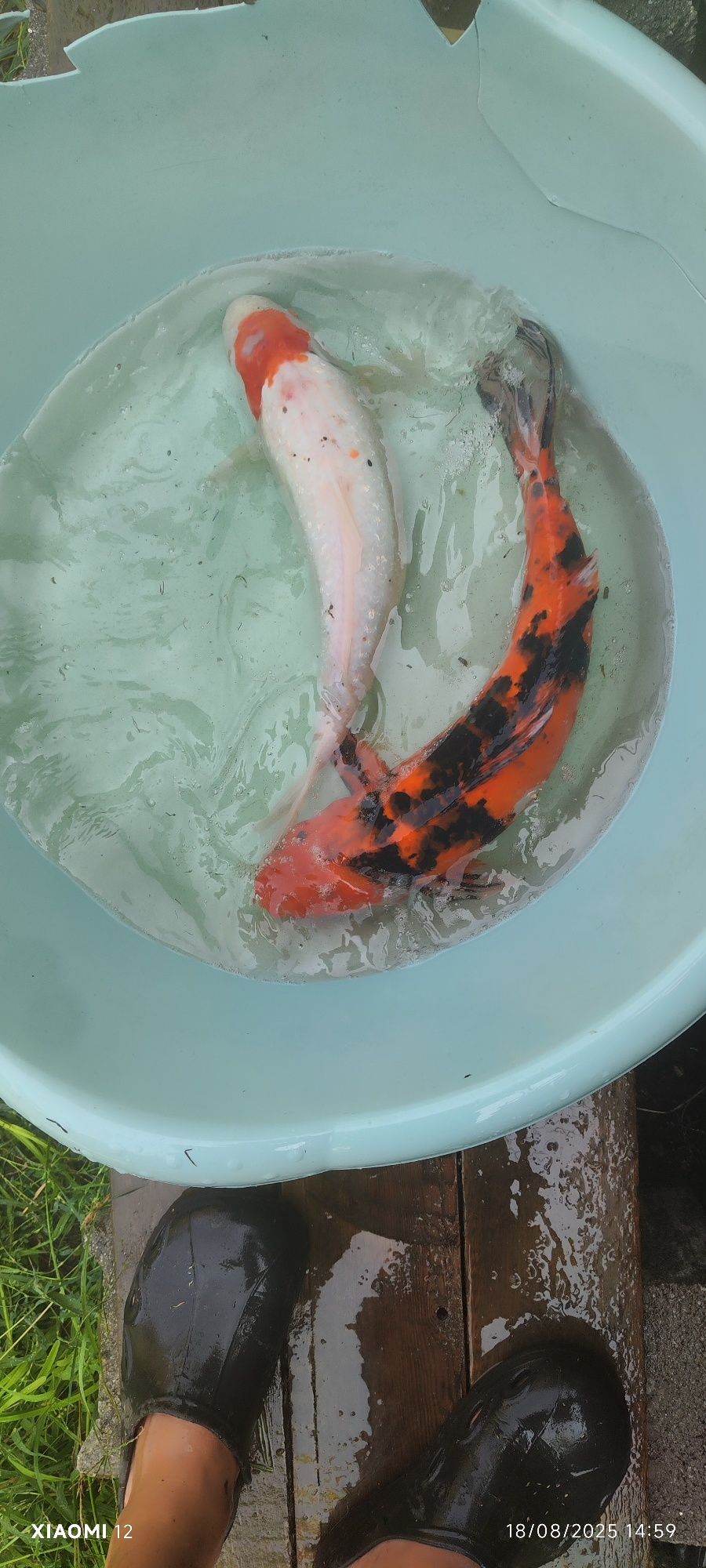 Carpas koi  lindíssimas