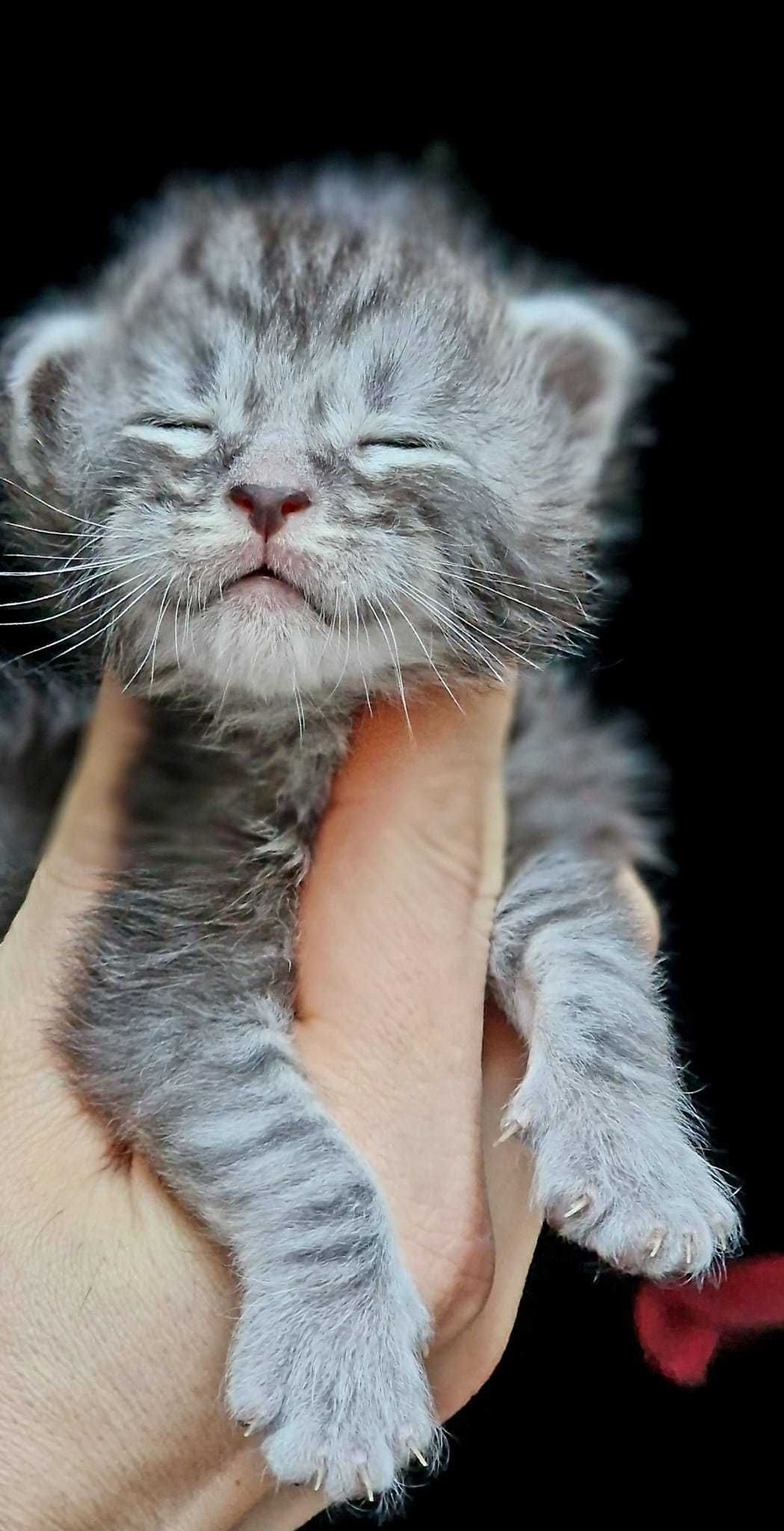 Maine coon kotka czarna srebrzysta klasycznie pręgowana do hodowli