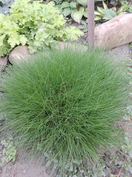 Вівсяниця Готьє / фестука Готьє