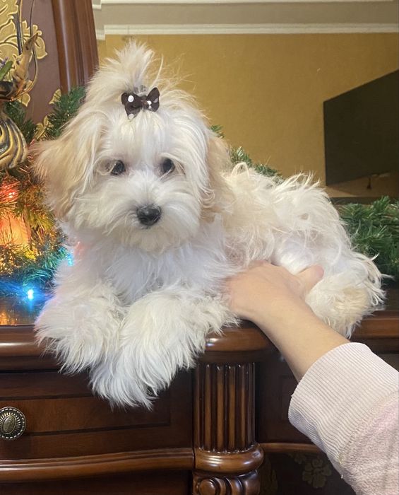 Щенки мальтипу f1