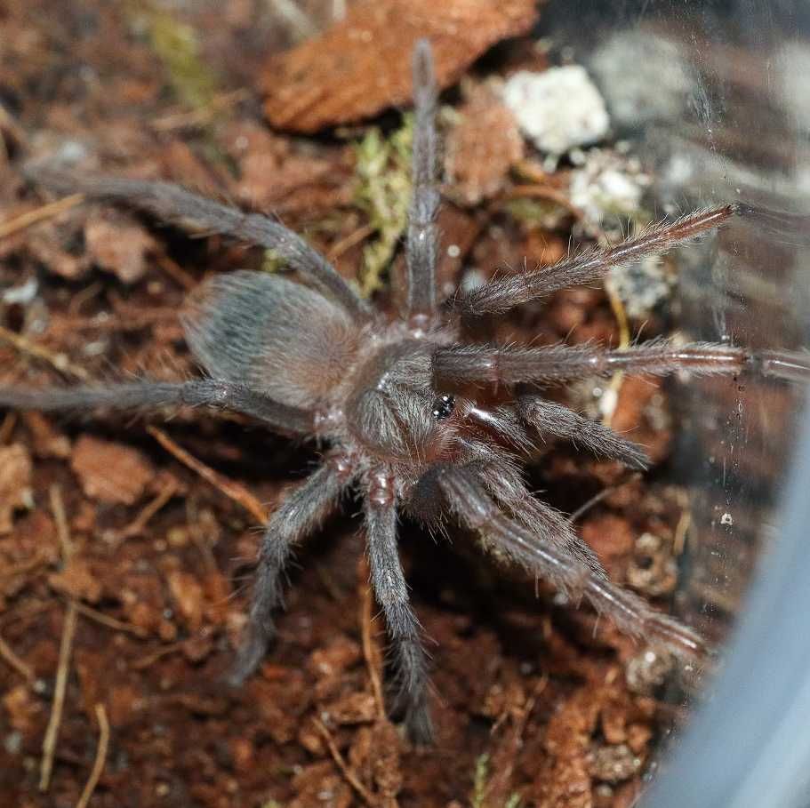 Крупный вид паук птицеед Lasiodora parahybana самки 6 см по телу