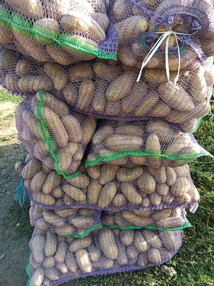Продам велику та посадкову картоплю сортів:Гренада та Княгиня!!!