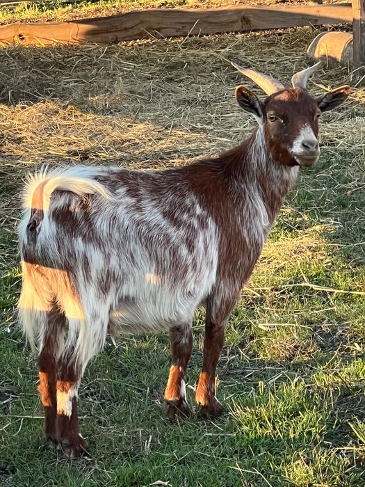 Карликова козочка коза