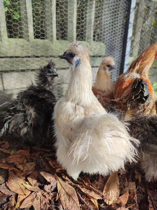 Kura jedwabista Silka