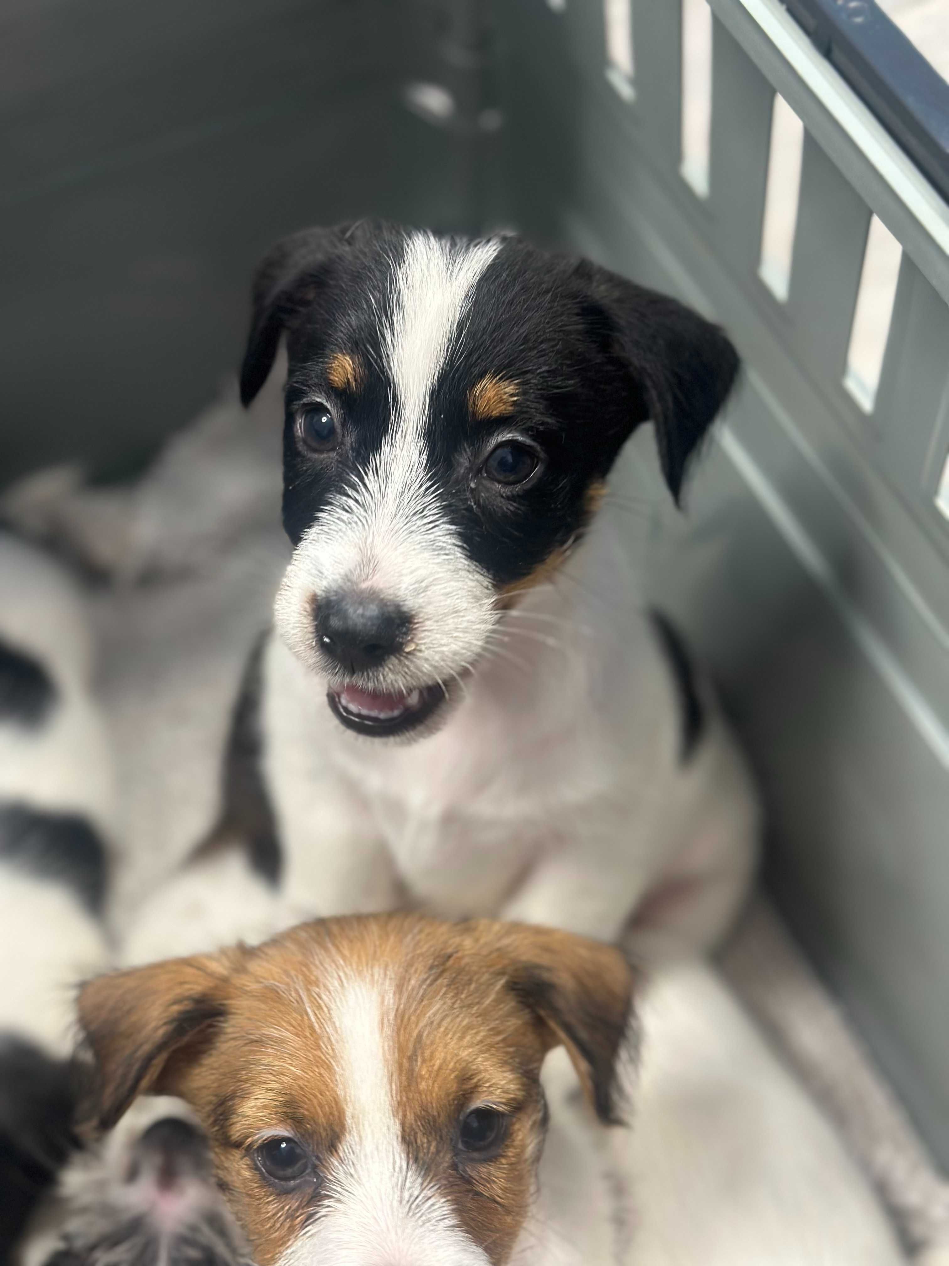 suczka Jack Russell terrier ZKWP/FCI szorstkowłosa