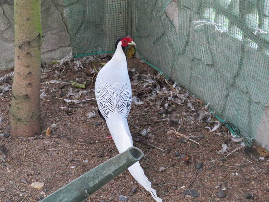 Bażanty srebrzyste 2024