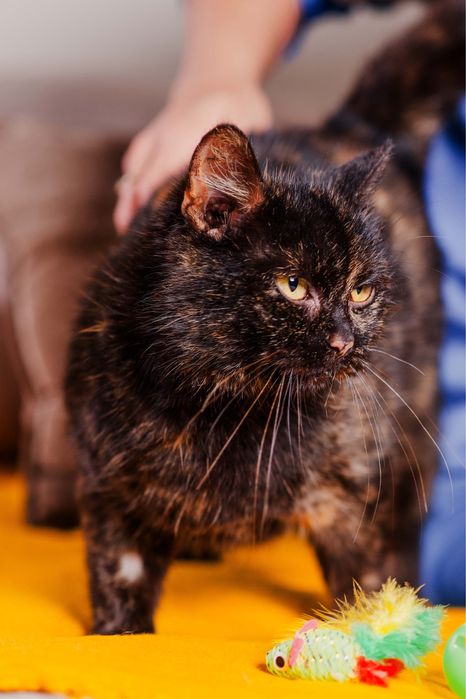 Balbinka mix Brytyjczyka szuka domu!